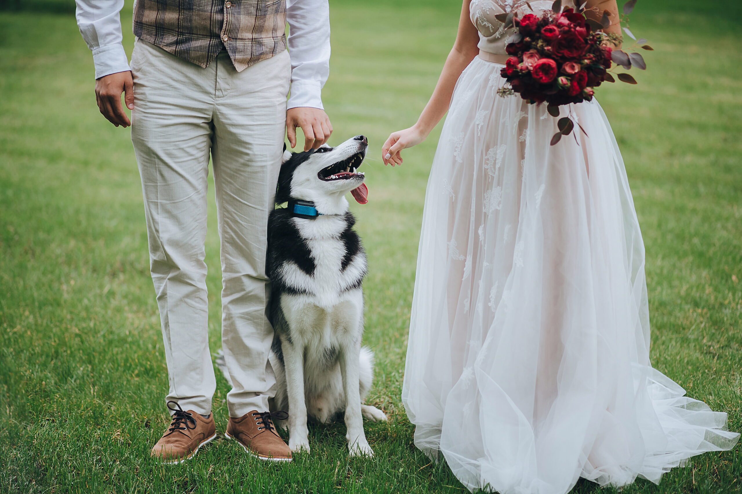 Wedding Dog